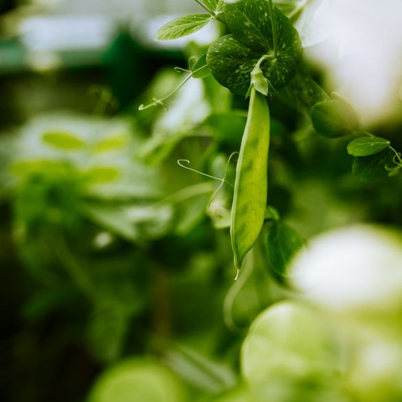 Naturnaher Wassergarten