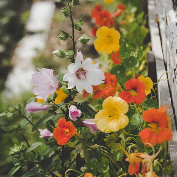 Barrierefreier Familiengarten